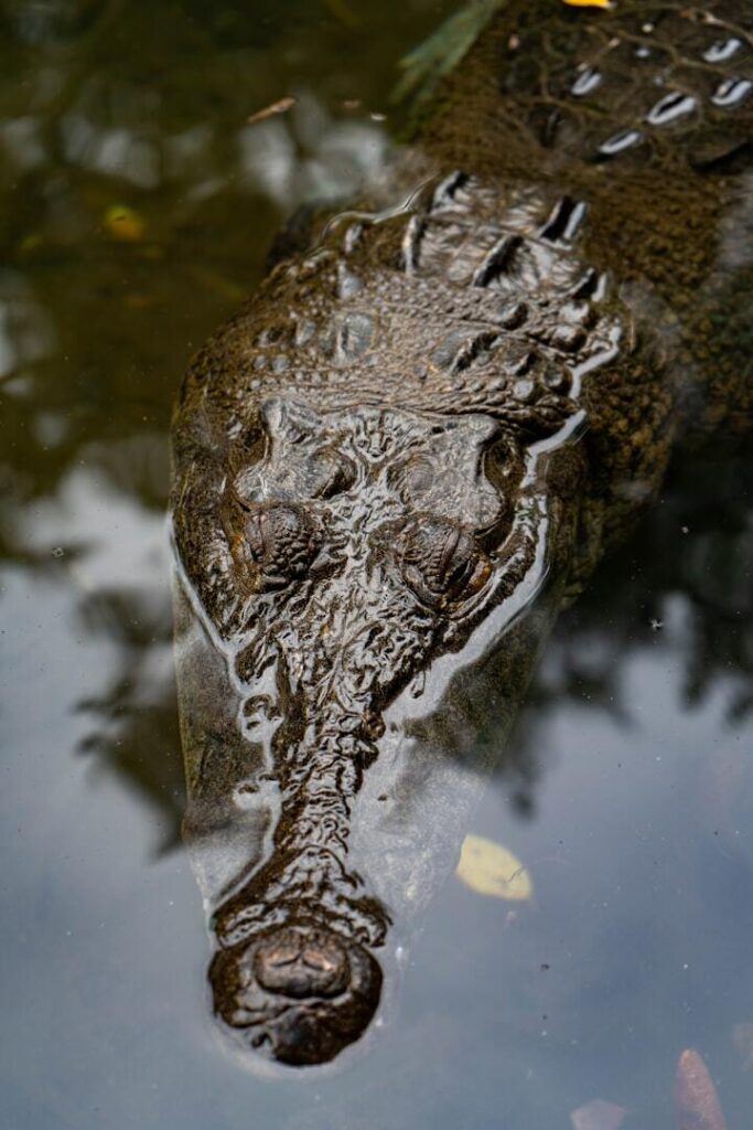 Krokodyl pływający w wodzie podczas nocnej wyprawy w dżungli San Blas, Panama.