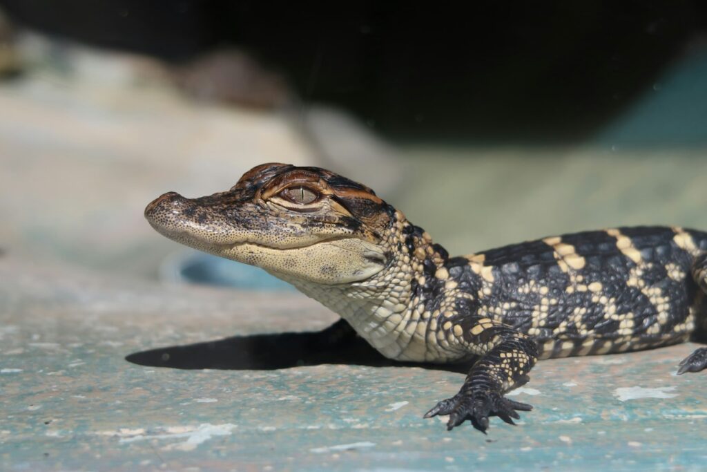 Młody krokodyl na brzegu rzeki w dżungli San Blas, Panama.