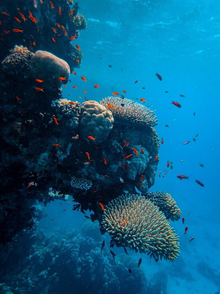 Rafa koralowa i ławica pomarańczowych rybek podczas snorkelingu na San Blas