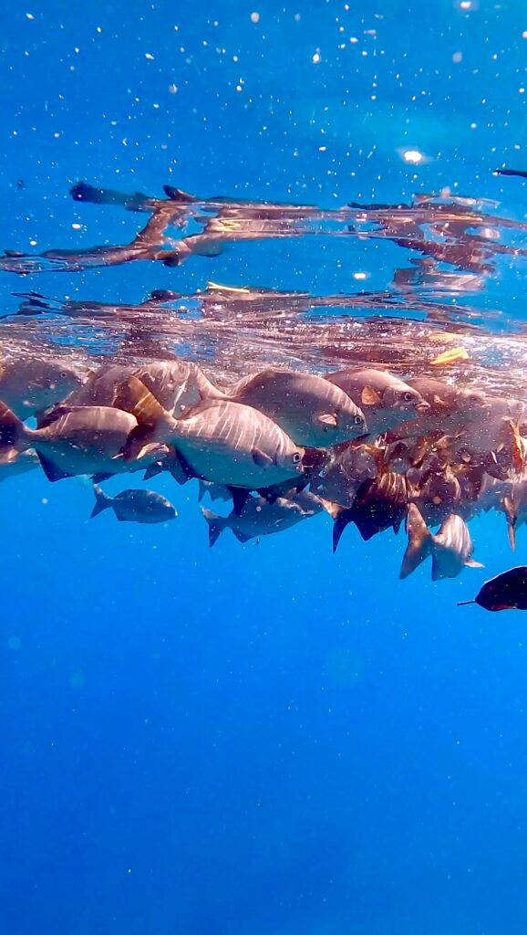 Snorkeling z kolorowymi rybami na rafie koralowej w Parku Narodowym Coiba, Panamie