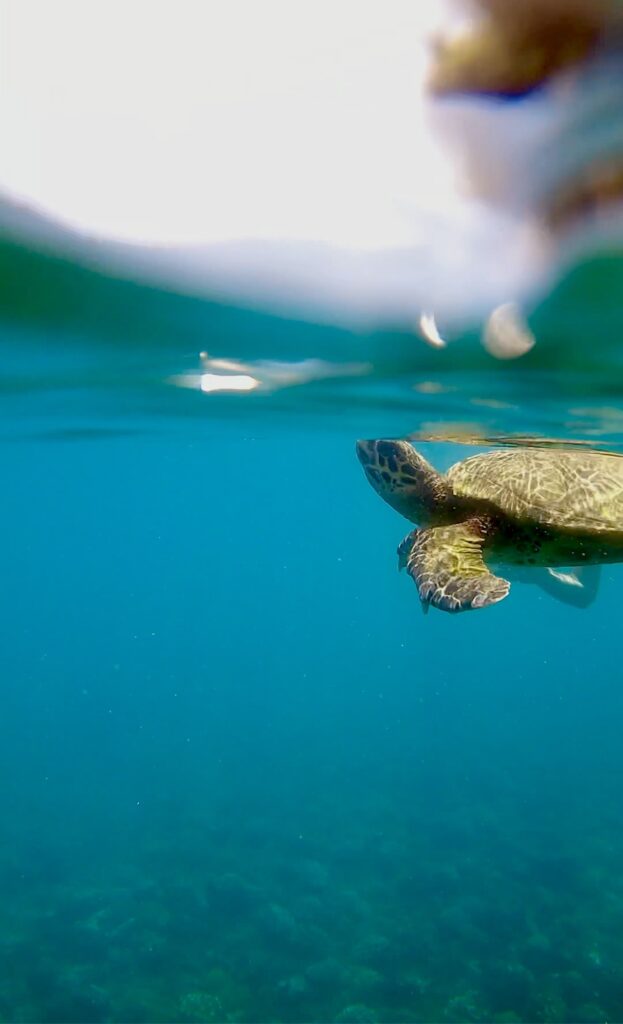 Snorkeling z żółwiami morskimi na rafie koralowej w Parku Narodowym Coiba, Panamie